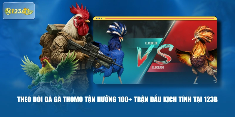Theo Dõi Đá Gà Thomo Tận Hưởng 100+ Trận Đấu Kịch Tính Tại 123B